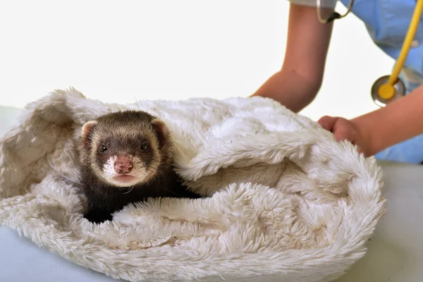 Veterinarian girl with ferret — Stock Photo, Image