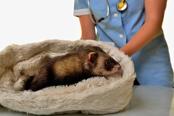 Veterinární lékař dívka s fretka — Stock fotografie