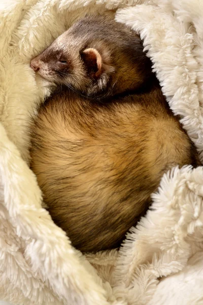 Cute Ferret sleeping — Stock Photo, Image