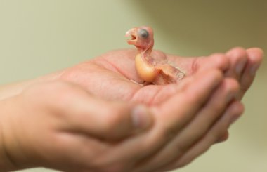 Yeni doğmuş bebek yumurtadan küçük beyaz kakadu - Cacatua