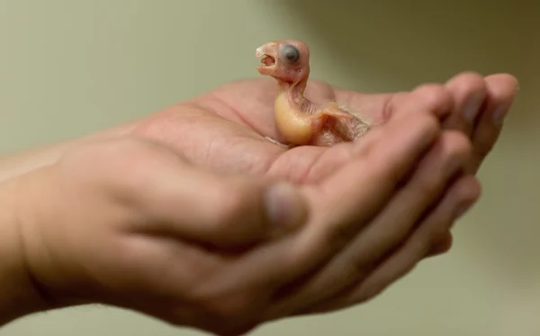 Yeni doğmuş bebek yumurtadan küçük beyaz kakadu - Cacatua — Stok fotoğraf