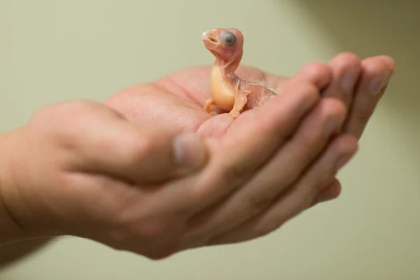 Újszülött kikelnek kis fehér kakadu - Cacatua — Stock Fotó