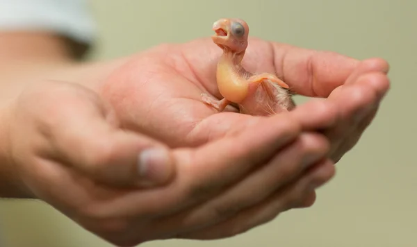 Újszülött kikelnek kis fehér kakadu - Cacatua — Stock Fotó