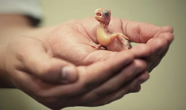 Neugeborener kleiner weißer Kakadu - cacatua — Stockfoto