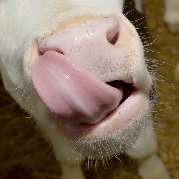 Cow with tongue sticking out — Stock Photo, Image