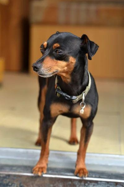 Miniatuur pinscher — Stockfoto