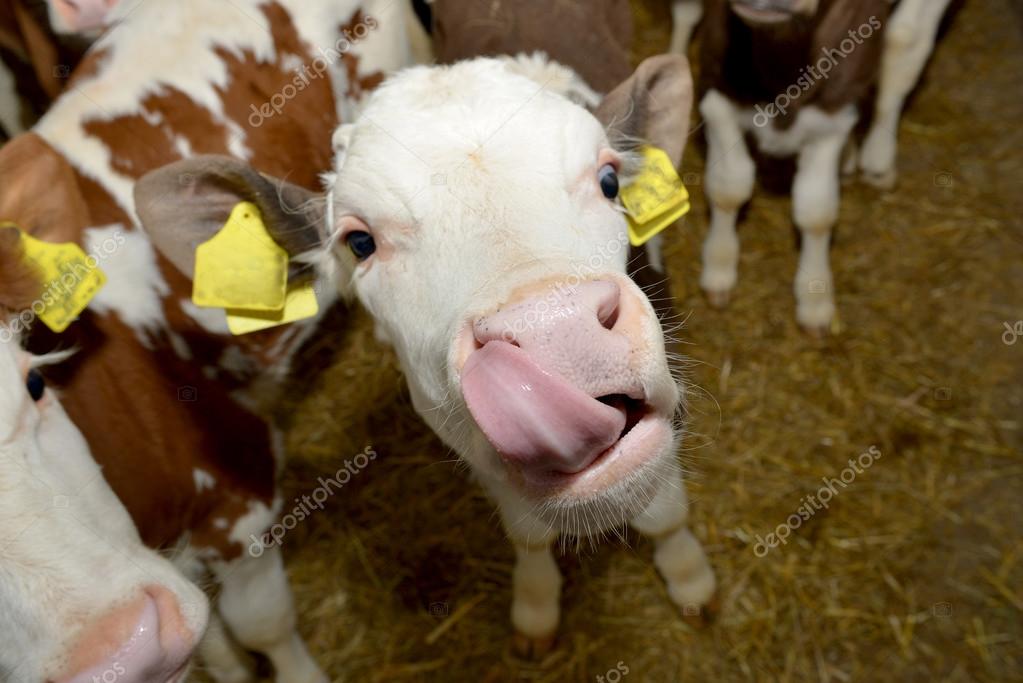 Cow Sticking Tongue Out