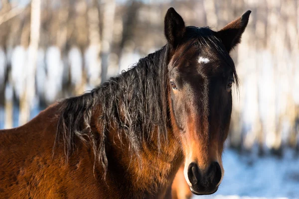 Retrato de cavalo no inverno — Fotografia de Stock