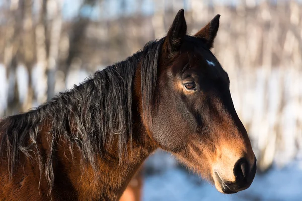 Retrato de cavalo no inverno — Fotografia de Stock