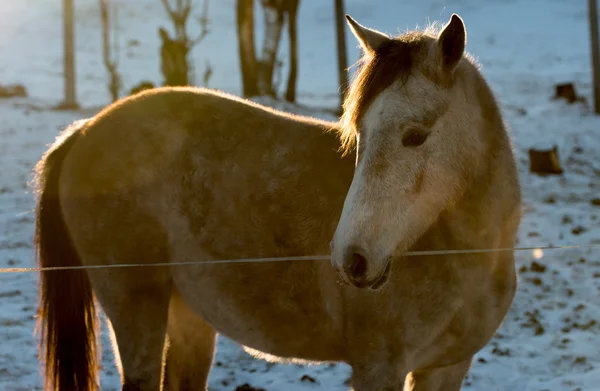 Horse portrait  in winter — Stock Photo, Image