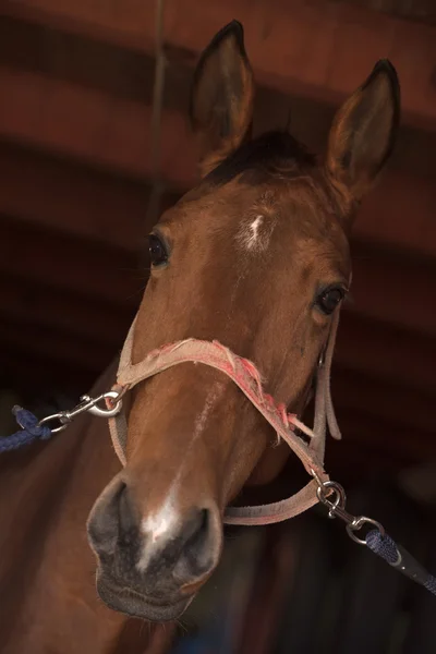 Bellissimo cavallo — Foto Stock