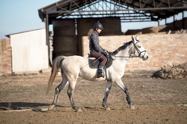 Caballo en competición de salto — Foto de Stock