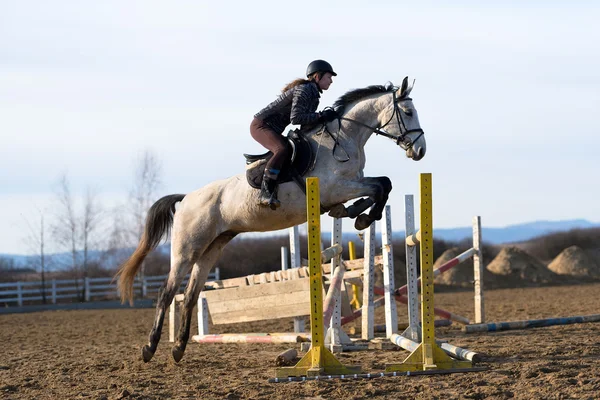 Paard op springconcours — Stockfoto