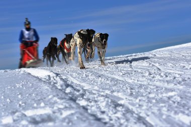 Kızak köpek yarış kızağı arkasına saklanmış ezme