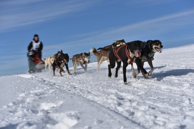 Kızak köpek yarış kızağı arkasına saklanmış ezme