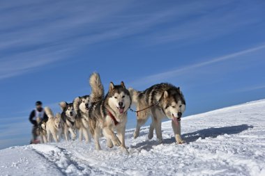 Kızak köpek yarış kızağı arkasına saklanmış ezme