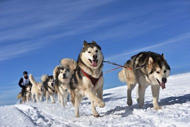 Kızak köpek yarış kızağı arkasına saklanmış ezme