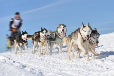 Kızak köpek yarış kızağı arkasına saklanmış ezme