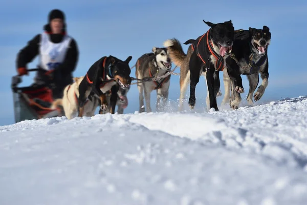 Musher versteckt sich bei Schlittenhunderennen hinter Schlitten — Stockfoto