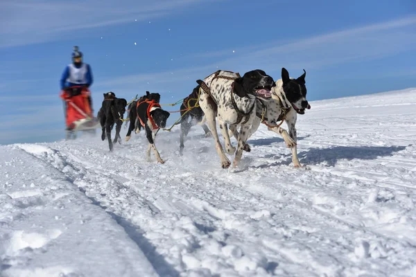 Musher verbergen achter slee bij sled dog race — Stockfoto