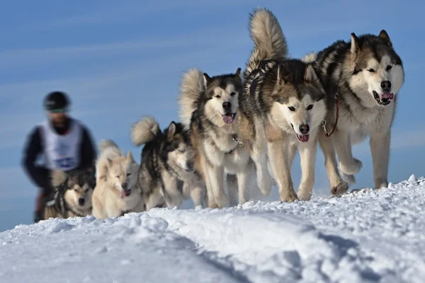 Musher versteckt sich bei Schlittenhunderennen hinter Schlitten — Stockfoto