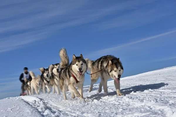 Musher escondendo atrás do trenó na corrida de trenó cão — Fotografia de Stock