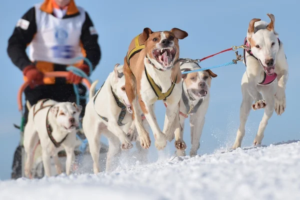 Kızak köpek yarış kızağı arkasına saklanmış ezme — Stok fotoğraf