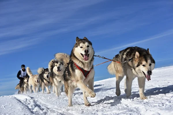 Musher gömmer sig bakom släde på släde hund ras — Stockfoto