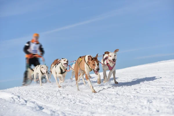 Musher που κρύβονται πίσω από το έλκηθρο στο έλκηθρο σκυλί φυλή — Φωτογραφία Αρχείου