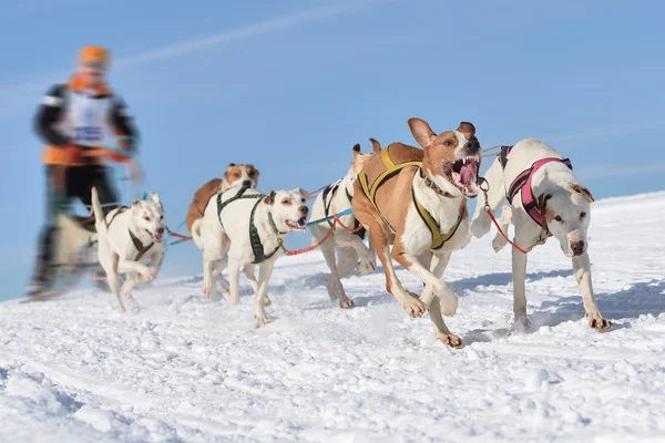 そり犬レースでそりの後ろに隠れて犬そり旅行者 — ストック写真