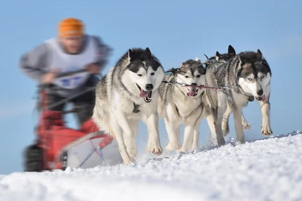 Musher escondendo atrás do trenó na corrida de trenó cão — Fotografia de Stock