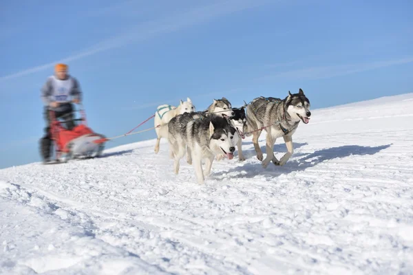 Musher hiding behind sleigh at sled dog race — Stock Photo, Image