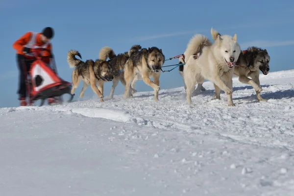 Musher που κρύβονται πίσω από το έλκηθρο στο έλκηθρο σκυλί φυλή — Φωτογραφία Αρχείου