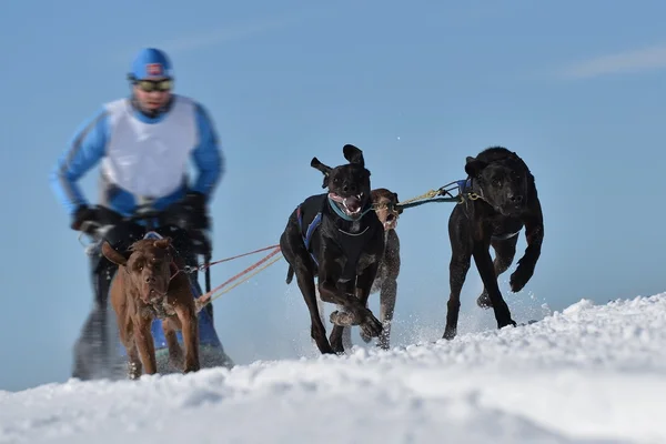 Musher versteckt sich bei Schlittenhunderennen hinter Schlitten — Stockfoto