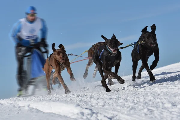 Musher escondendo atrás do trenó na corrida de trenó cão — Fotografia de Stock