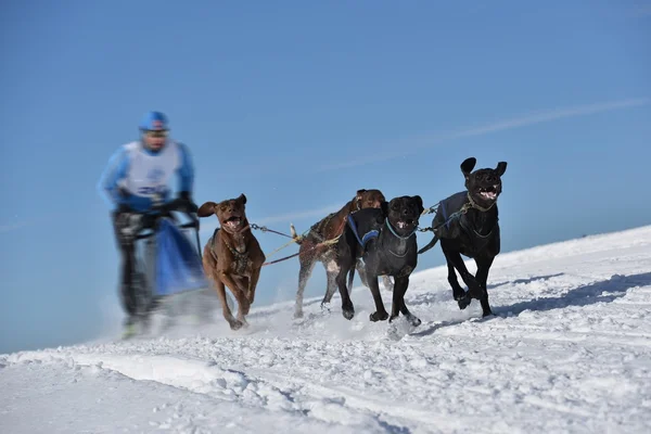 Musher escondendo atrás do trenó na corrida de trenó cão — Fotografia de Stock