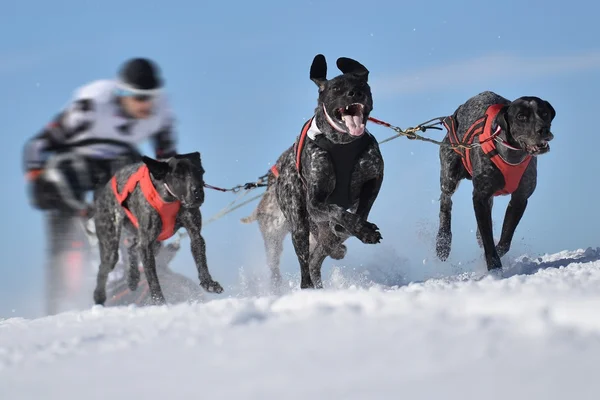 Musher schovává za sáně na závod psích spřežení — Stock fotografie