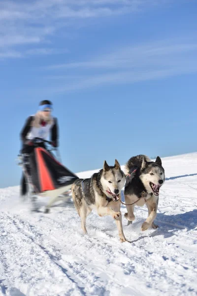 Musher escondendo atrás do trenó na corrida de trenó cão — Fotografia de Stock