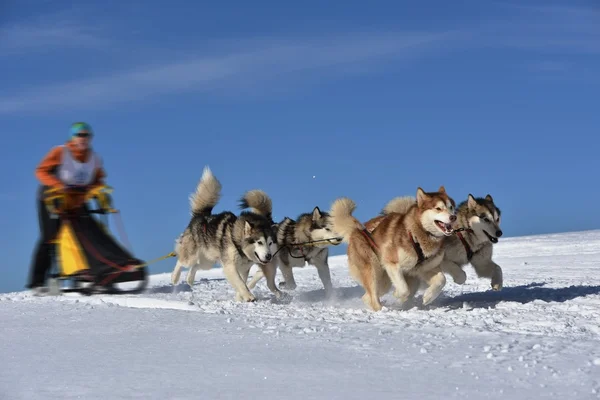 Musher gömmer sig bakom släde på släde hund ras — Stockfoto