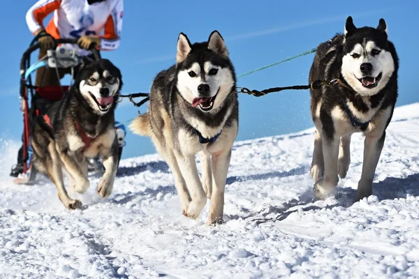 Musher escondendo atrás do trenó na corrida de trenó cão — Fotografia de Stock