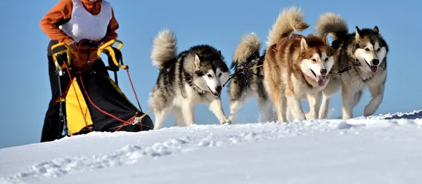 Musher versteckt sich bei Schlittenhunderennen hinter Schlitten — Stockfoto