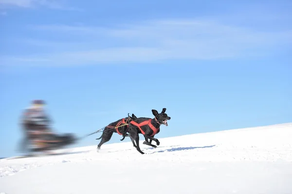 Musher escondendo atrás do trenó na corrida de trenó cão — Fotografia de Stock