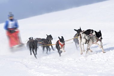Kızak köpek yarış kızağı arkasına saklanmış ezme