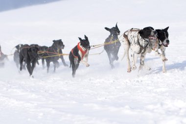 Kızak köpek yarış kızağı arkasına saklanmış ezme