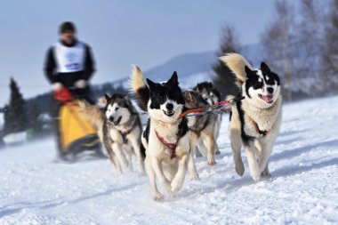 Kızak köpek yarış kızağı arkasına saklanmış ezme