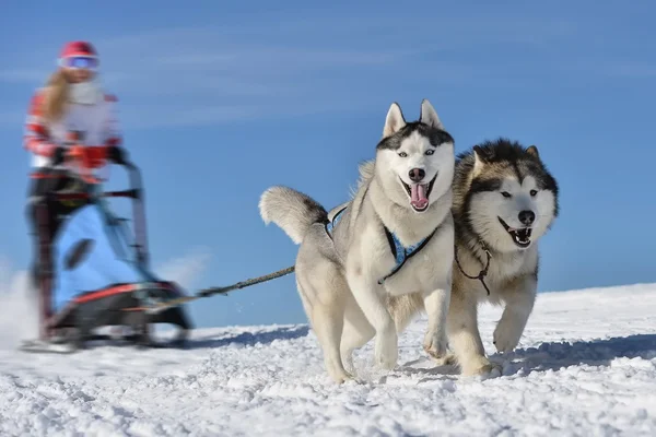 そり犬レースでそりの後ろに隠れて犬そり旅行者 — ストック写真