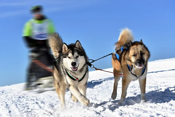 Musher verbergen achter slee bij sled dog race — Stockfoto