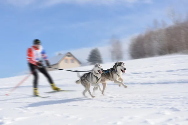 Sled dog race — Stockfoto