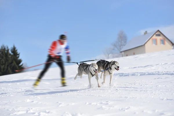 Kızak köpek yarışı — Stok fotoğraf