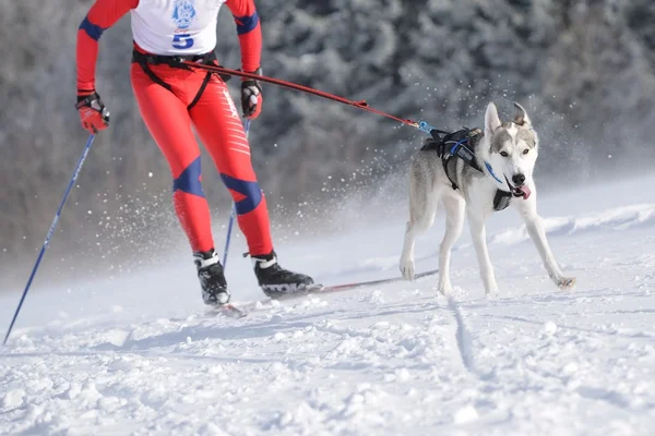 Carrera de perros de trineo — Foto de Stock